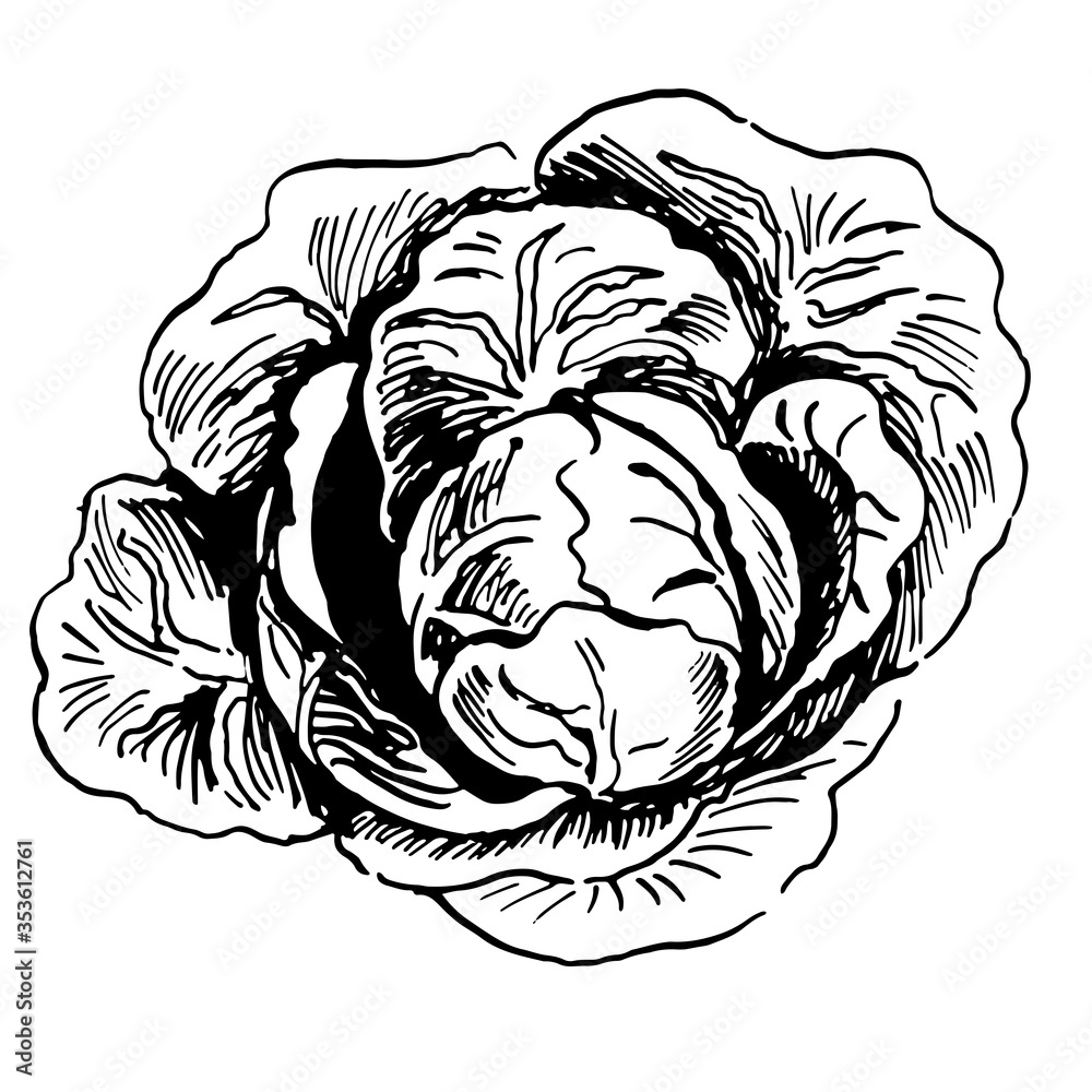 open head of cabbage vector sketch. Hand drawn illustration isolated open head of cabbage vector sketch. Hand drawn illustration isolated