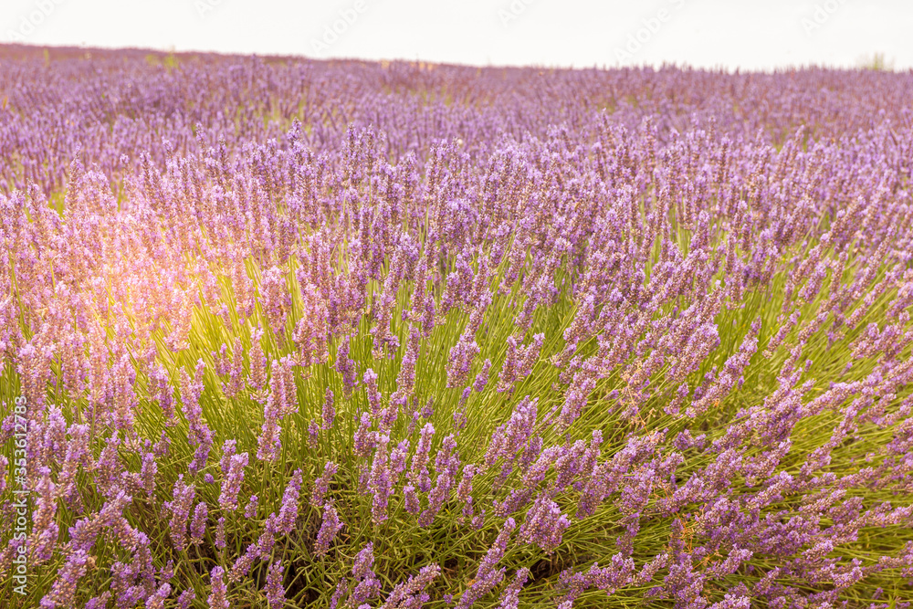 Fototapeta premium Lavender field in Provence, south of France