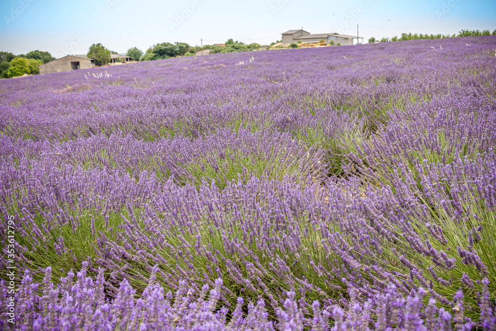 Obraz premium Lavender field in Provence, south of France