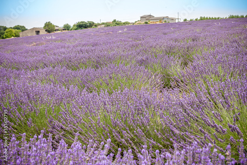Lavender field in Provence, south of France