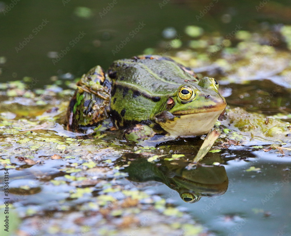 Fototapeta premium Teichfrosch