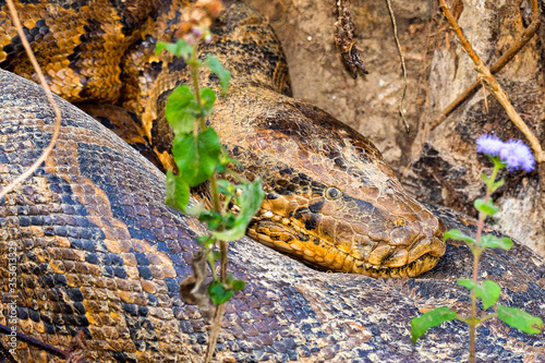 Asian Python, Python molurus, Wetlands, Royal Bardia National Park, Bardiya National Park, Nepal, Asia photo