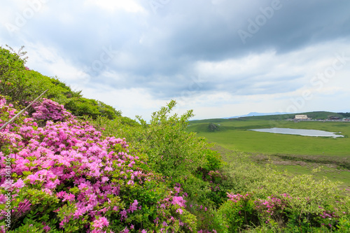                                                                                   Rhododendron kiusianum and Kusasenrigahama Seen from Mt. Eboshidake