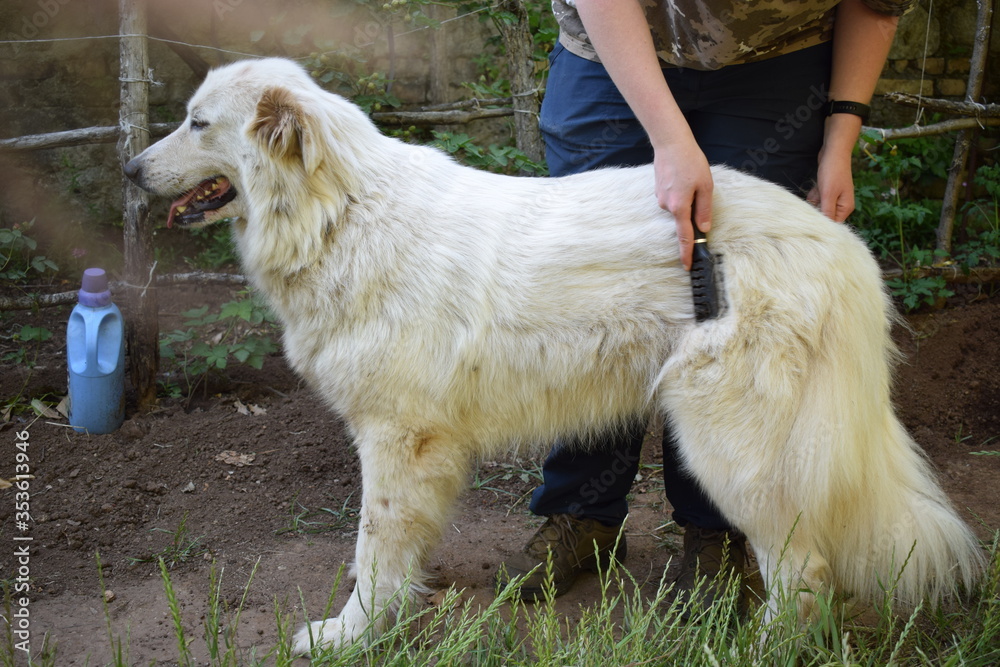Femmina di cane da pastore Maremmano Abruzzese che viene spazzolata ...