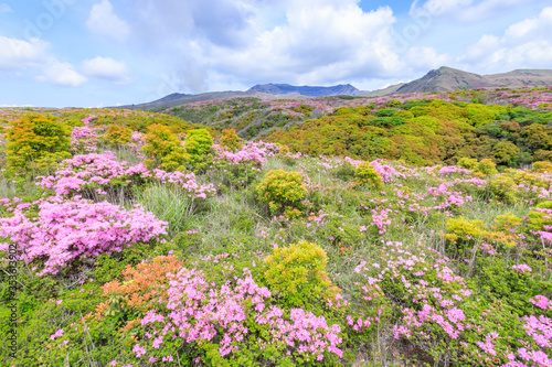 阿蘇山とミヤマキリシマ　熊本県阿蘇市　Mt.Aso and Rhododendron kiusianum Kumamoto Aso city © M・H
