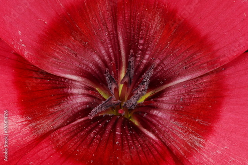Crimson Flax (Linum grandiflorum). Pistil and Stamens Closeup