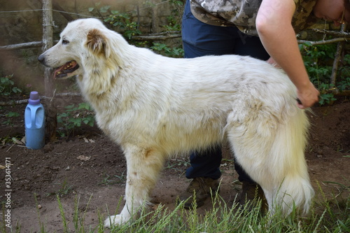 Femmina di cane da pastore Maremmano Abruzzese che viene spazzolata photo