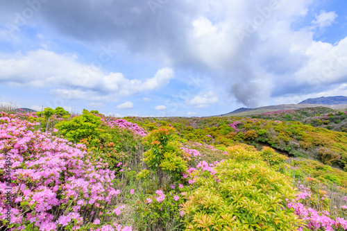 阿蘇山とミヤマキリシマ 熊本県阿蘇市 Mt.Aso and Rhododendron kiusianum Kumamoto Aso city