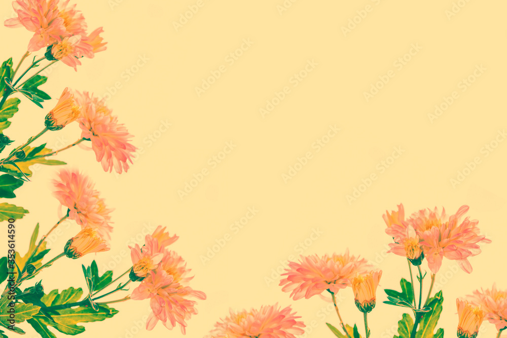 Bright colorful autumn chrysanthemum flowers Bright colorful autumn chrysanthemum flowers