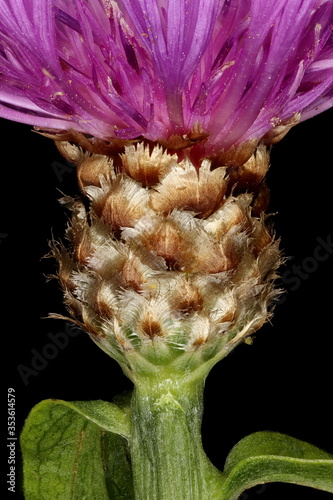 Brown Knapweed (Centaurea jacea). Involucrum Closeup photo