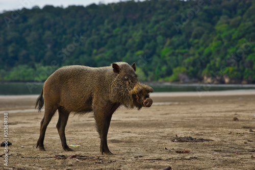 Bornean bearded pig (Sus barbatus) on the beach in Bako national park, Kuching, Sarawak, Borneo, Malaysia.
