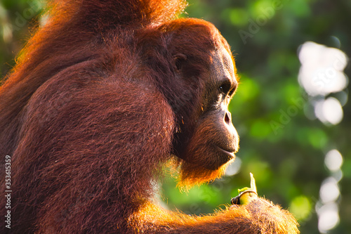 Bornean orangutan [Pongo pygmaeus] hanging on a tree and eating bamboo while watching it's surroundings. photo