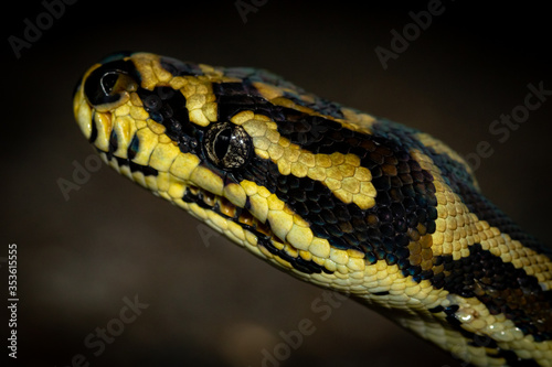 Jungle carpet python (Morelia spilota cheynei) portrait. Lake Eacham, Queensland, Australia. photo