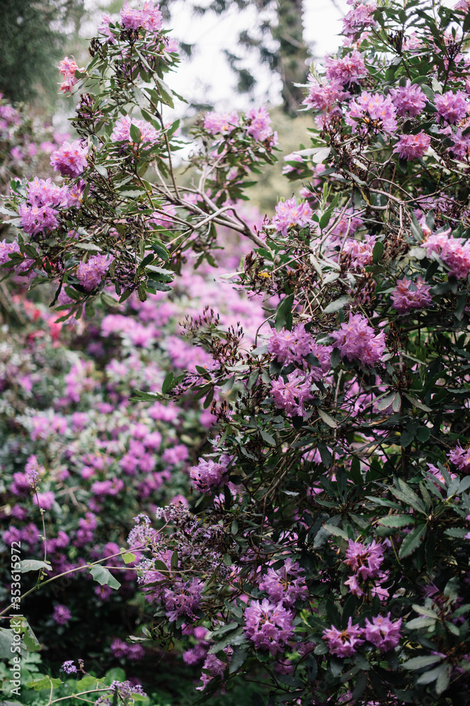 Huge bush blossoming with pink flowers 