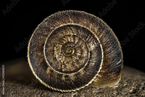 Fotografia macro de una cria de caracol