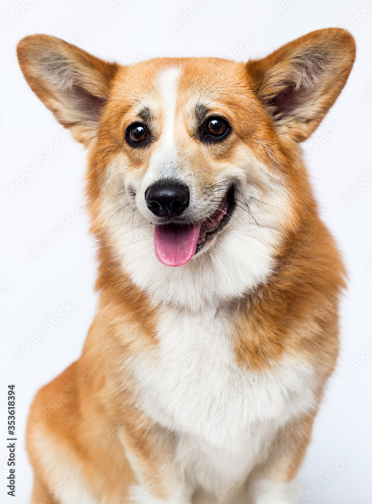 dog smiling welsh corgi portrait dog smiling welsh corgi portrait