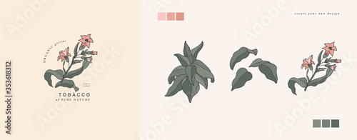 Vector illustration tobacco branch - vintage engraved style. Logo composition in retro botanical style.