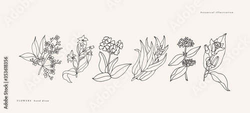 Vector illustration botanical herbs - vintage engraved style. Sandalwood, tobacco, verbena, eucalyptus, patchouli and citrus bergamia.