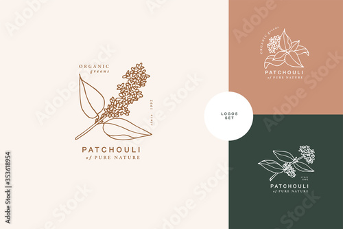 Fotografie Vector illustration patchouli branch - vintage engraved style
