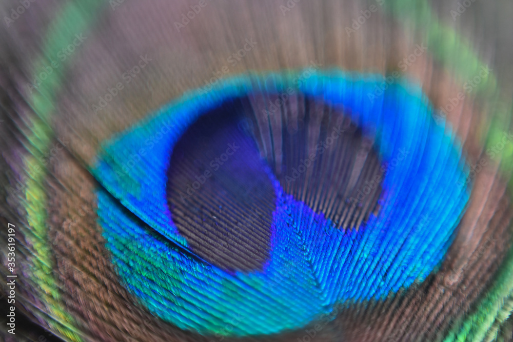 Naklejka premium closeup of a colorful peacock feather with shallow depth of field, Peacock Feather