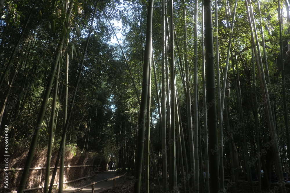 Obraz premium 竹林の小径