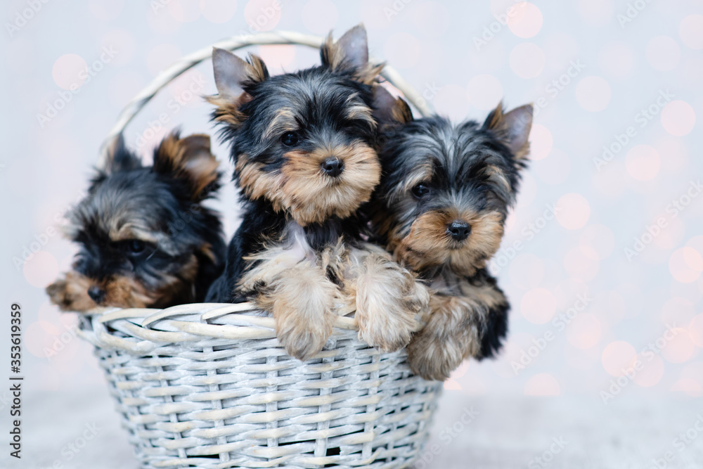 Three black-red puppies of the York Terrier are sitting in a white knitted basket on a background of white lights Three black-red puppies of the York Terrier are sitting in a white knitted basket on a background of white lights