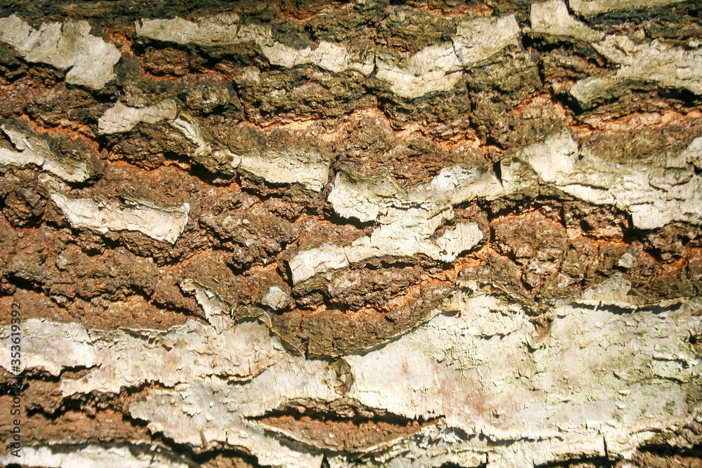Fototapeta premium Bark texture. Wood bark background. Closeup natural pattern.