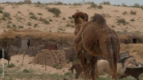 Kazakhstan vast deserts with cattle chasers, wild horses and camels.
