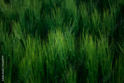 Getreide Weizen Gerste Roggen Gras Feld Acker Landwirtschaft   hren Gr  ser