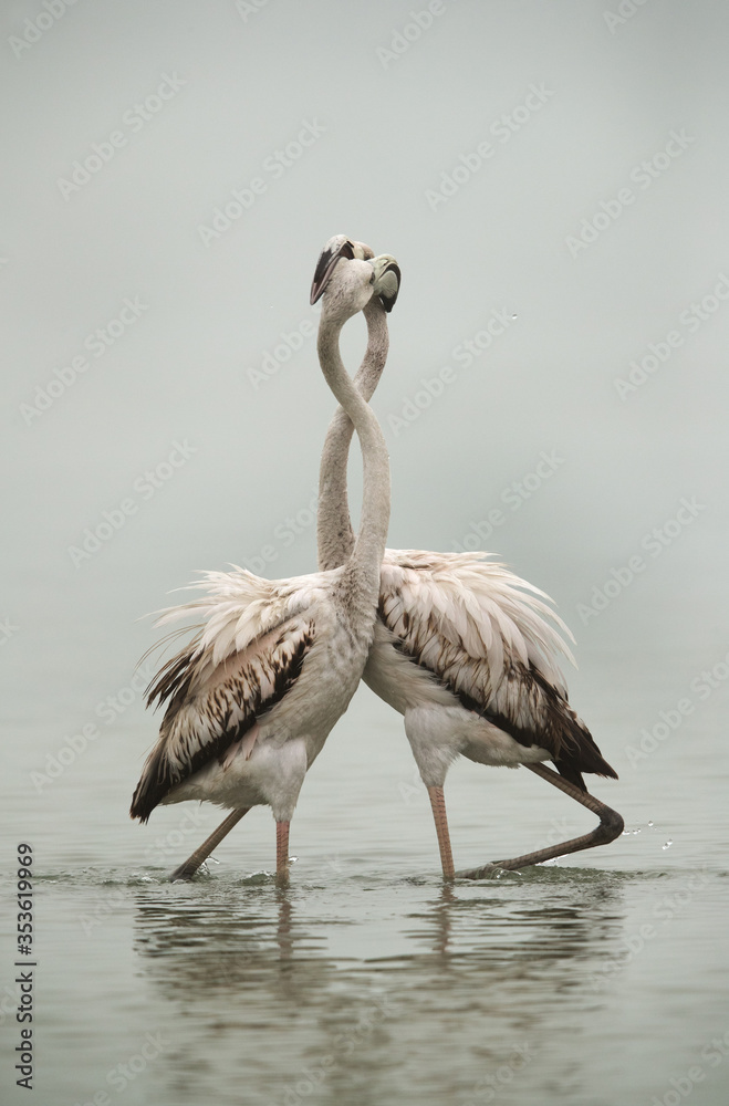 Obraz premium Greater Flamingos Juvenile twisting their neck on eah other