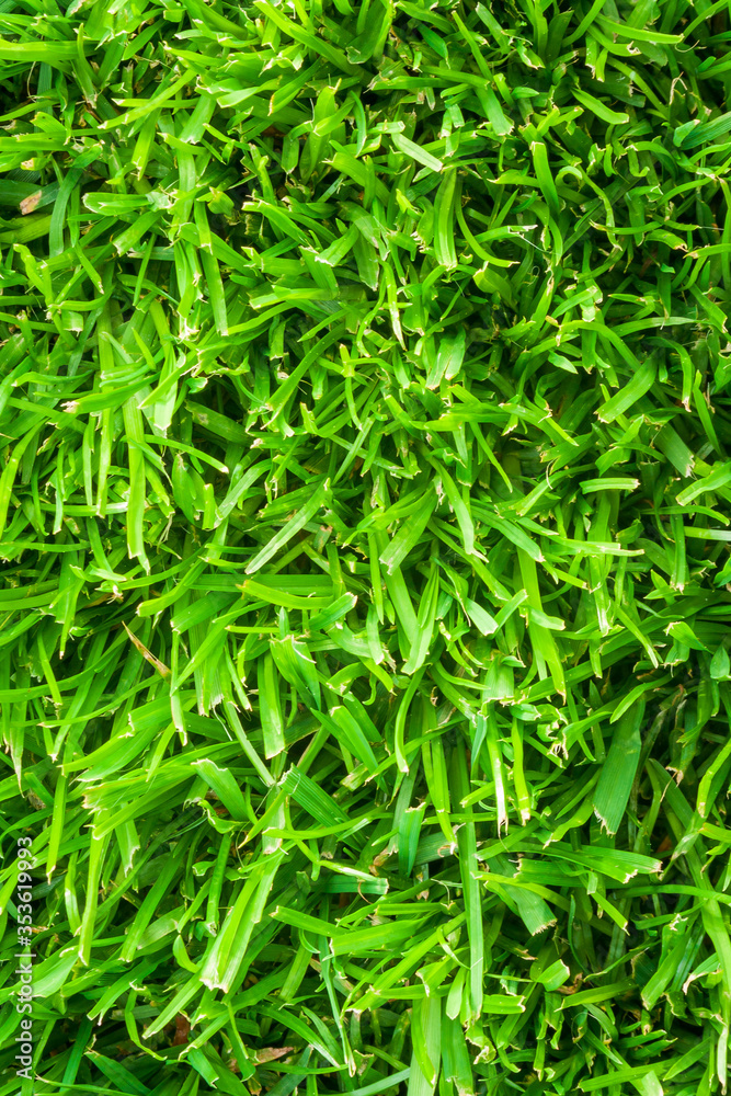 Vertical Image of Lush Green Grass Lawn for Background.. Vertical Image of Lush Green Grass Lawn for Background..
