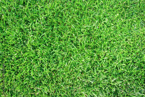 Lawn background. Top view of natural green meadow. Fresh texture.
