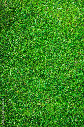 Full frame of green lawn as background.