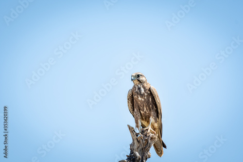 Laggar falcon or Falco jugger a winter migratory bird of prey perched on dry tree and blue sky background at tal chhapar sanctuary, churu, rajasthan, india