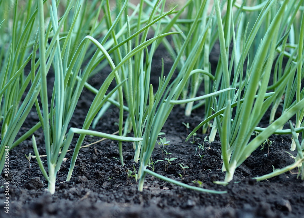 Green onions grow in a bed in a private garden. Green onions grow in a bed in a private garden.