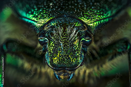 Fotografia macro de un pequeño escarabajo verde