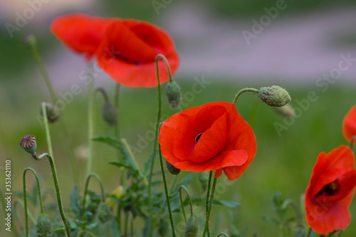  red field poppies on a green background