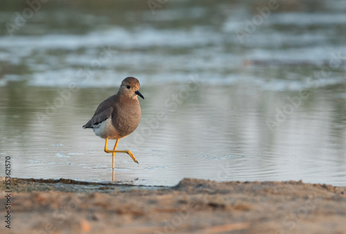 White-tailed Lapwing, Bahrain © Dr Ajay Kumar Singh