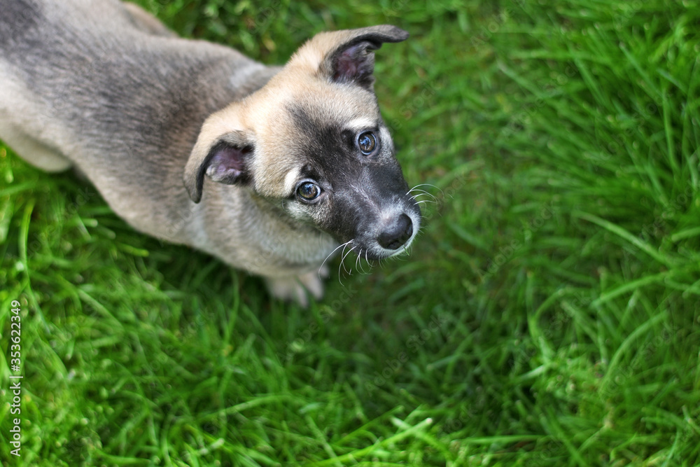 Obraz premium Little cute puppy on a green lawn looks up with sad eyes.