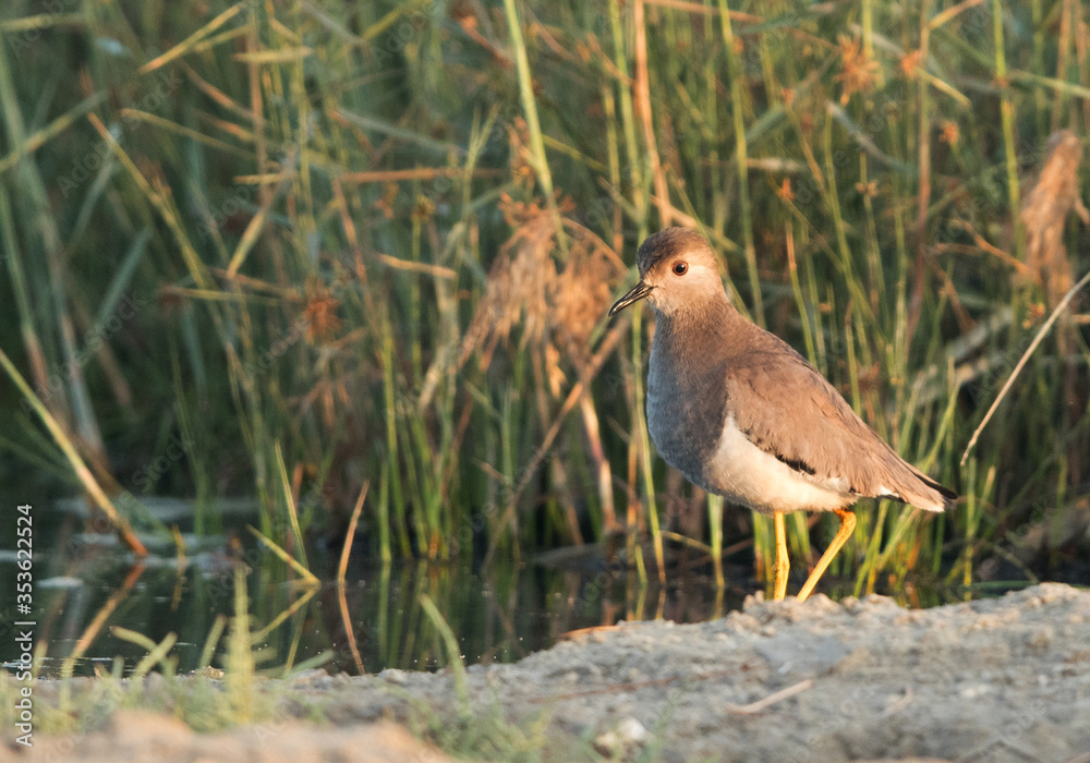 Fototapeta premium White-tailed Lapwing at Alba Marsh, Bahrain