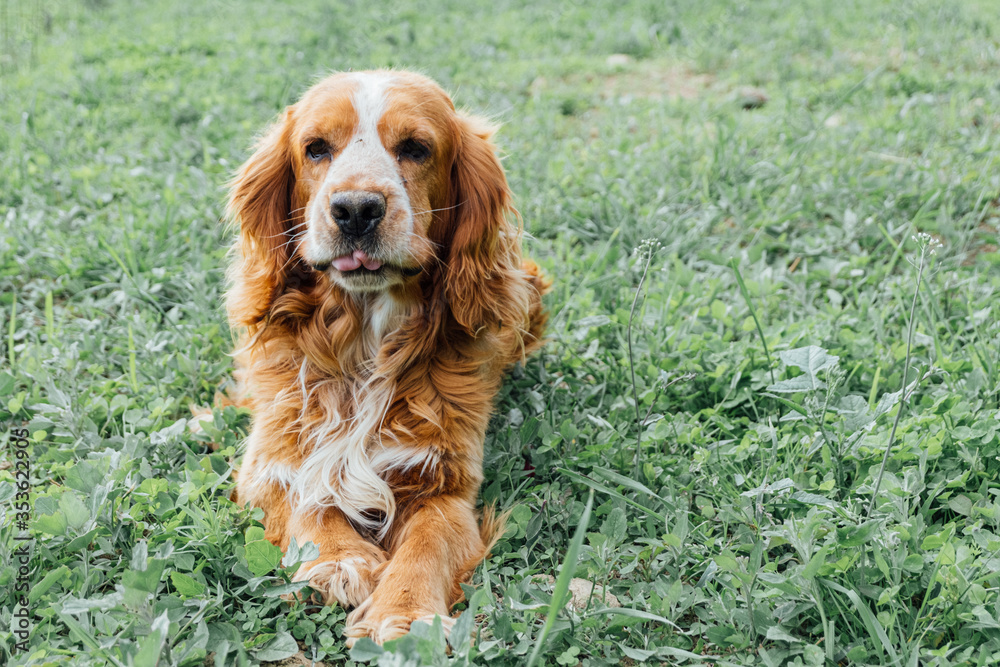 Red-haired cute spaniel dog in the yard