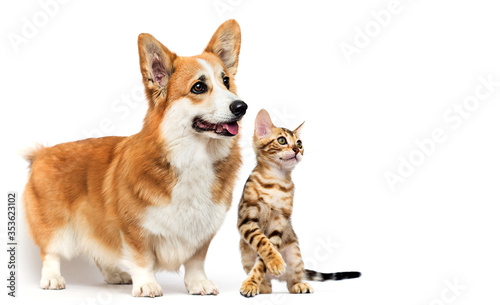 dog and cat look sideways
