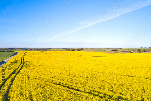 Fototapeta Naklejka Na Ścianę i Meble -  yellow rape field