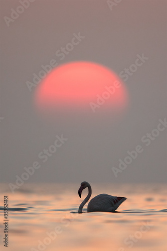 Greater Flamingo and sunrise at Asker coast, Bahrain