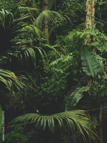 Fototapeta Naklejka Na Ścianę i Meble -  Vertical shot of a dense jungle with lots of exotic plants