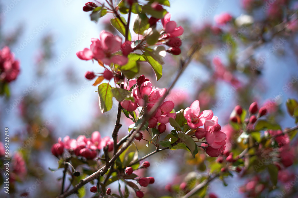 Apple tree in bloom. Pink floral background