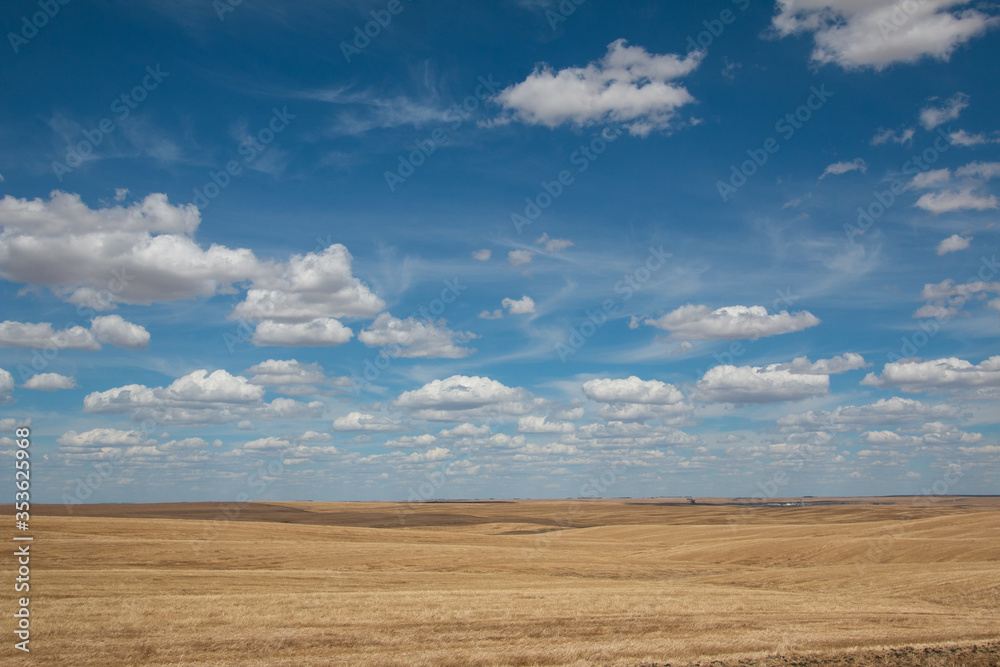 The vast and empty golden fields of the Canadian prairies under a vibrant blue sky specked with fluffy white clouds.
