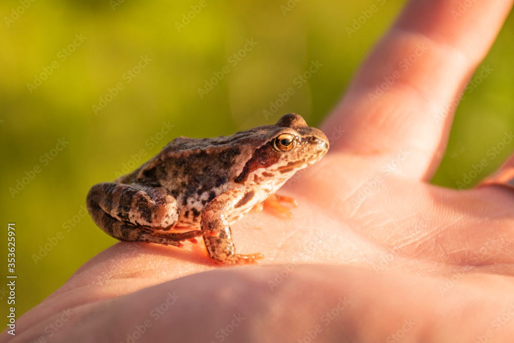 the frog is sitting in the hands of a man the frog is sitting in the hands of a man