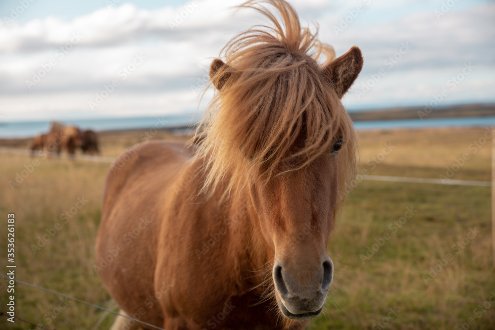A curious icelandic horse. A curious icelandic horse.
