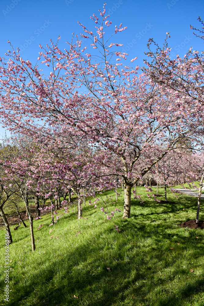 Spring Blossoms of Japanese Cherry Blo Spring Blossoms of Japanese Cherry Blo